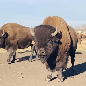 Clean Carnivore Collection