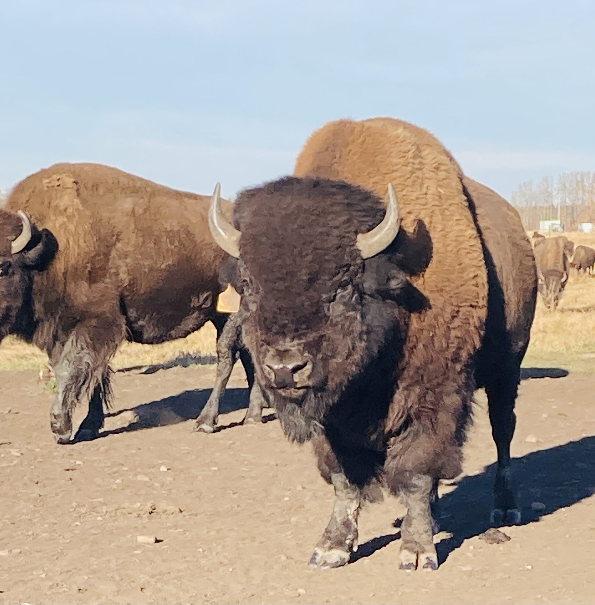 Circle W bison on the land
